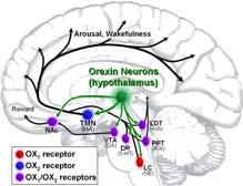 com/go/resistinfunctionalroles Orexin A neuropeptide released by the posterior lateral hypothalamus Linked to wakefulness and sleep, appetite regulation, and the motivation of sexual and addictive