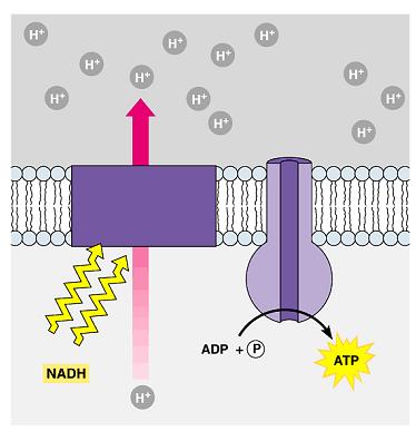 Chemiosmosis H + ions are released to the intermembrane space in the ETC H + ion gradient is generated across