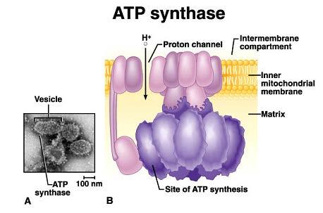 ATP synthase generates