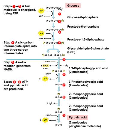 In: Glycolysis - Glucose - 2 ATP - 2 NAD + - 4 ADP