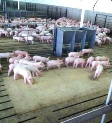 Tools in Early Feed Intake Mat Feeding Concept Recipe Detail 0.5 kg per 40 pigs Space/pig 0.