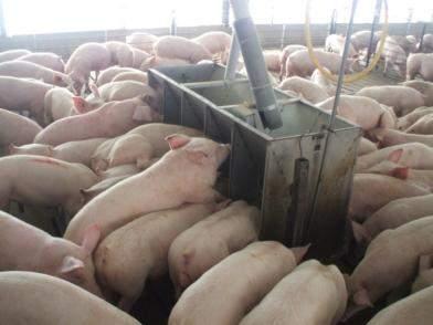 Linear Feeder Space Feeder Type Feeder Space/pig Pigs/Feeder Hole Nursery Dry