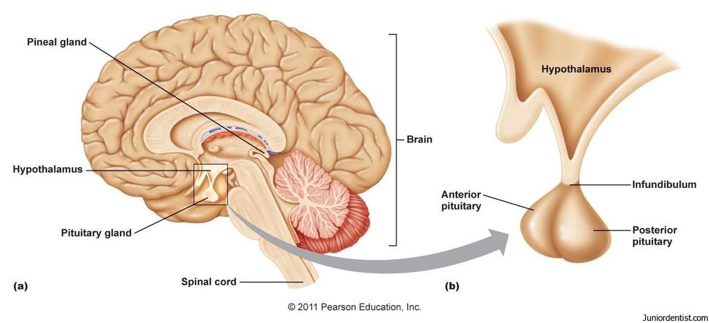 III. Pituitary gland (hypophysis) A. Located at the bottom of the brain and controlled by the. Actually connected to the hypothalamus (a part of the brain) by a stalk called the. B.