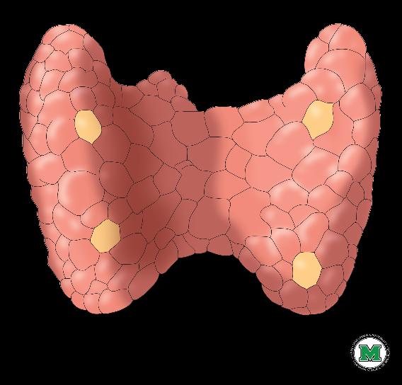 V. Parathyroid glands A. Description: total glands; two located on the posterior side of each lobe of the thyroid gland. B. Structure of the parathyroid glands 1.