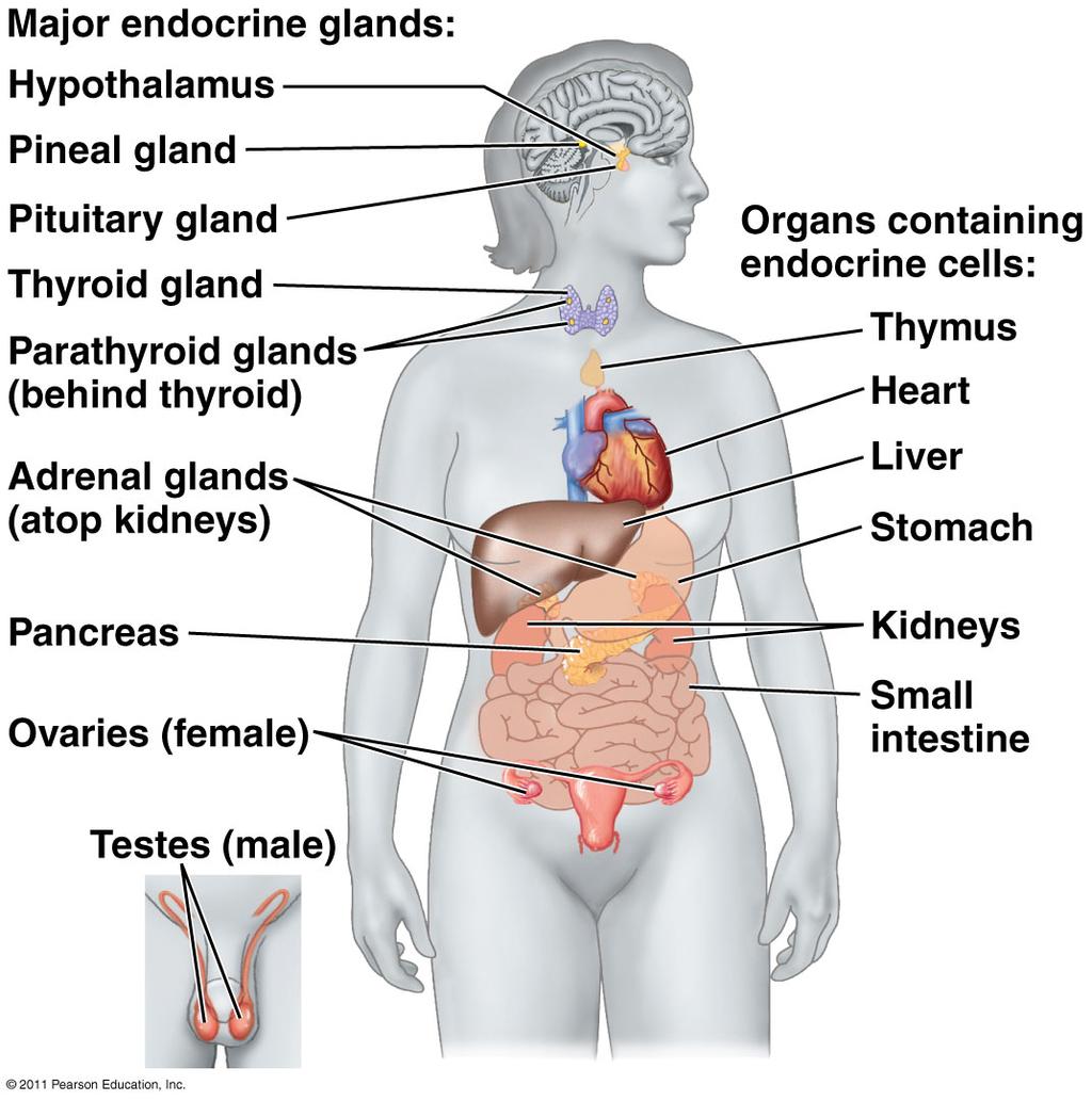 Endocrine System Various glands located throughout the body Some organs may also have endocrine