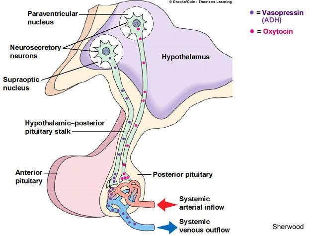 Posterior Pituitary Posterior Pituitary Also called neurohypophysis Secretes 2 peptide hormones