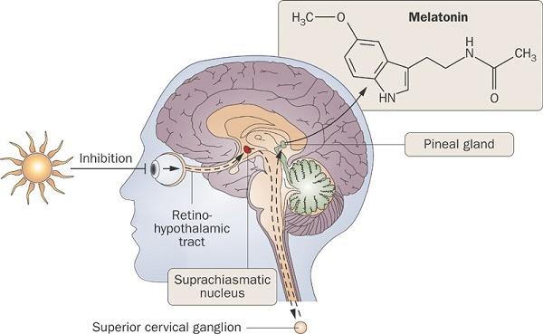 Pineal Gland Pineal Gland Contains photoreceptor cells that secrete Melatonin Synthesized from tryptophan tryptophan serotonin melatonin