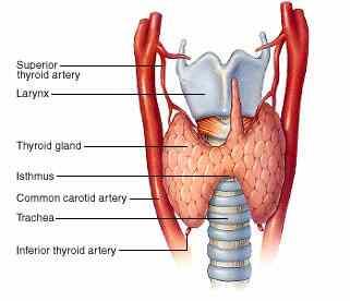 Thyroid Gland Thyroid Gland Neurons of the ANS terminate on blood vessels of the thyroid ACh Catecholamines Thyroid gland secretes 2 hormones Thyroid hormone Calcitonin Actions of TSH on the Thyroid