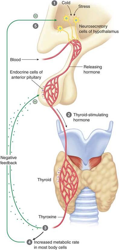 Thyroid Gland Feedback Regulation of thyroid hormone by long-loop negative feedback Stimulus for secretion of TRH from the