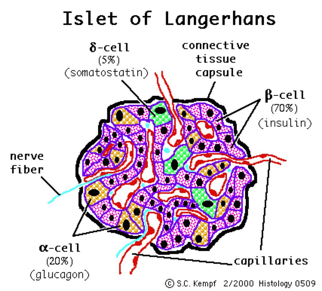 Pancreas Pancreas Islets of Langerhans have 4 secretory cell types Pancreatic hormones regulate carbohydrate, fat and