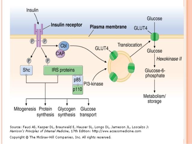 Insulin Receptors Pancreas Tyrosine Kinase receptor Receptors on liver, muscle, adipocytes Receptor activation leads to