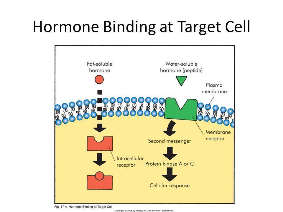 Hormone Receptors A hormone released in to plasma circulates throughout the entire body Only cells with the receptors for those hormones