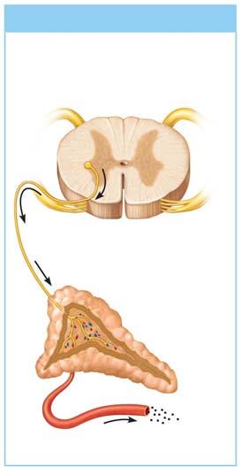 (c) Neural stimulus 1 Preganglionic sympathetic fiber stimulates adrenal medulla cells CNS (spinal cord) Preganglionic sympathetic fibers Medulla of adrenal gland Capillary 2 to secrete