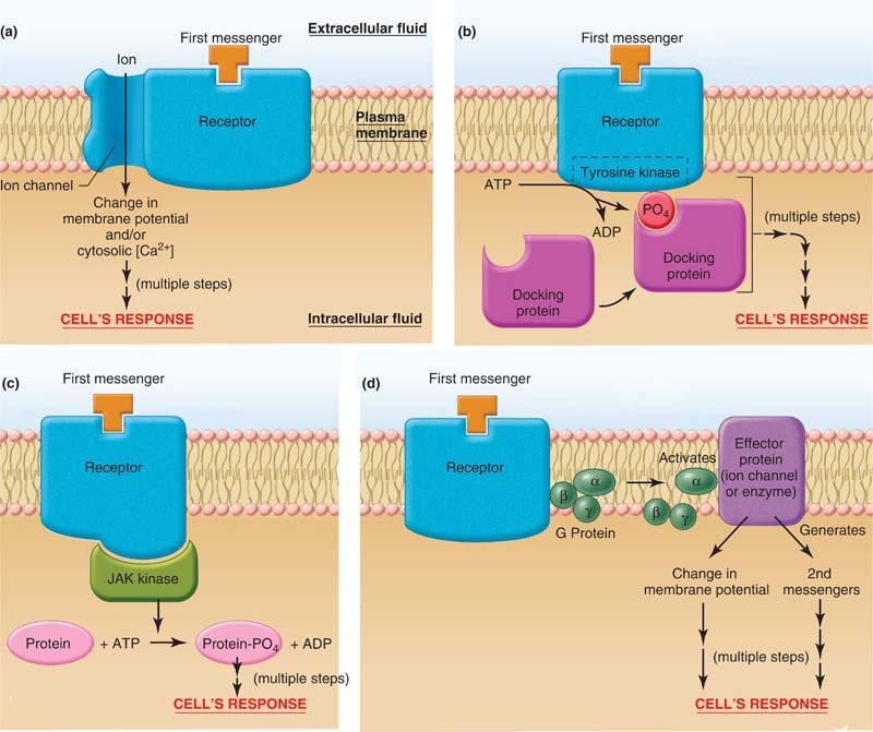 Binding of ligands to membrane-spanning receptors activates diverse response mechanisms.
