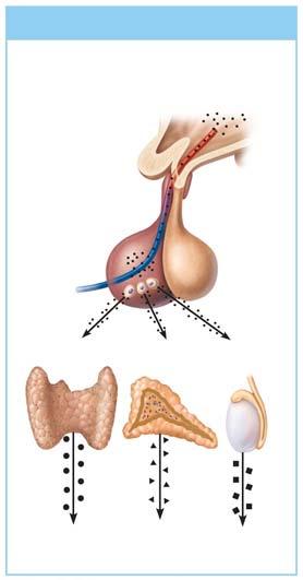 (a) Hormonal stimulus 1 The hypothalamus secretes hormones that Hypothalamus 2 stimulate the anterior pituitary gland to secrete hormones that Anterior pituitary gland Thyroid gland Adrenal cortex