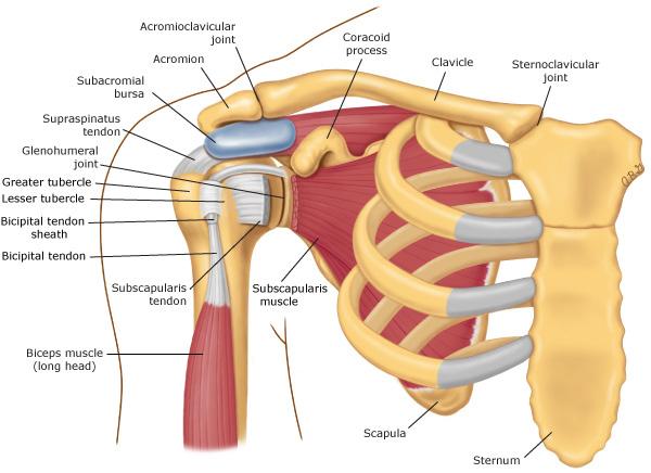 Anatomy and Function of the Shoulder The shoulder functions by means of four bony joints: the