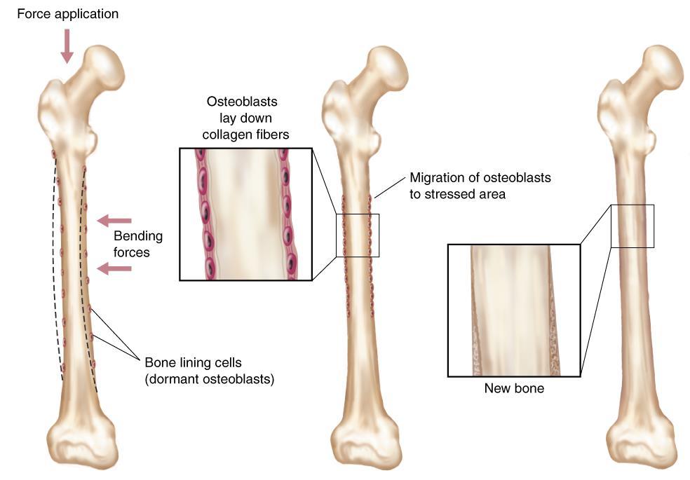 Benefits of Higher Displacement Bone benefits Remodeling of bone occurs as the bone experiences bending forces. This is very safe for the body and occurs during jumping activities.