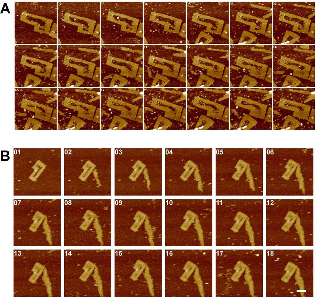 Dynamics of the Nucleation of DX Tiles in the Origami Frame Figure S11. FS-AFM images showing the dynamics of nucleation and growth of DX tiles into the DNA origami frame.