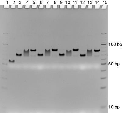 PAGE Characterization of DX Tiles Figure S2. Native polyacrylamide gel electrophoresis characterization of the formation of the four tiles. Lanes 1 & 15: 10 bp DNA marker.