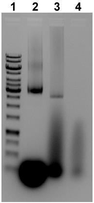 Agarose Gel Image of the Purification of the DNA Origami Frame 2D Array Hybrid Figure S6. Image of agarose gel electrophoresis showing the purification of the origami-2d array hybrid.