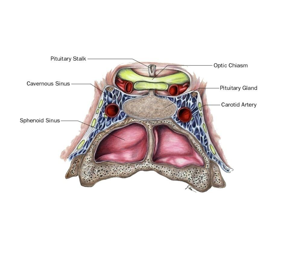 Anatomy of the Pituitary Gland n n n n Lateral: Cavernous Sinus