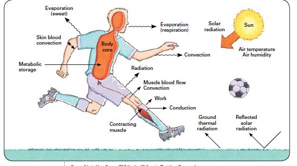 Heading: Environmental Considerations High or low environmental temperatures can have a significant impact on the body s physiological structures, as the body tries to adapt