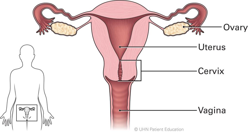 What is a Pap test? A Pap is a test that looks for changes to the cells on your cervix (the entrance to the womb).