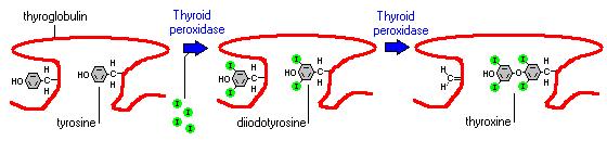 Incorporation of iodine onto tyrosine