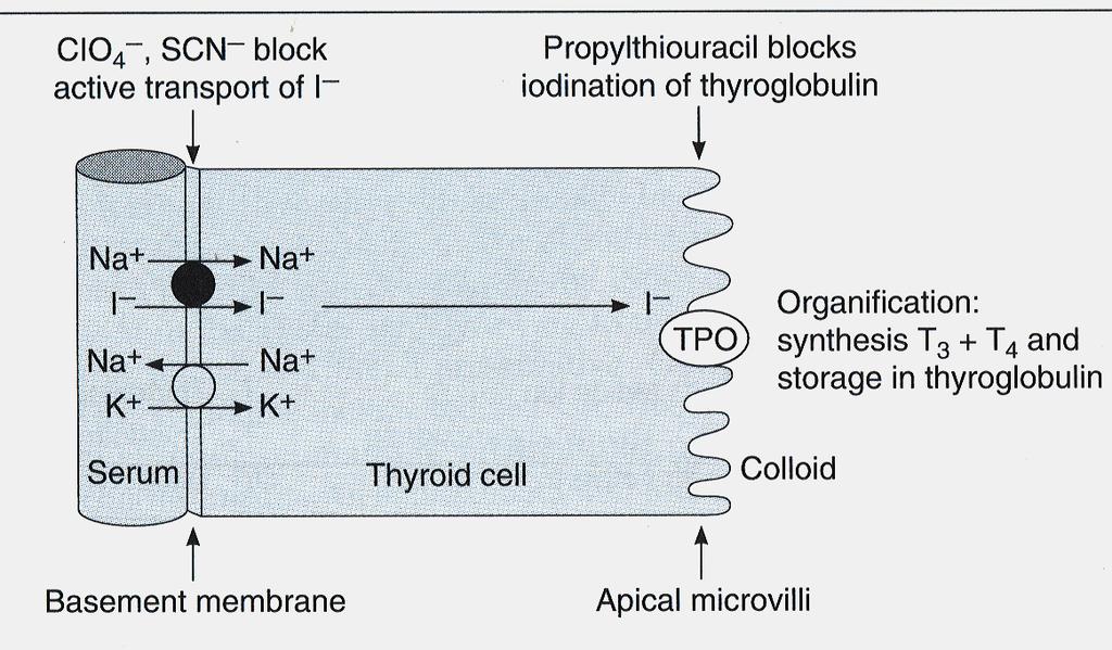 Active transport of iodine (ATPase dependent) against electrical and