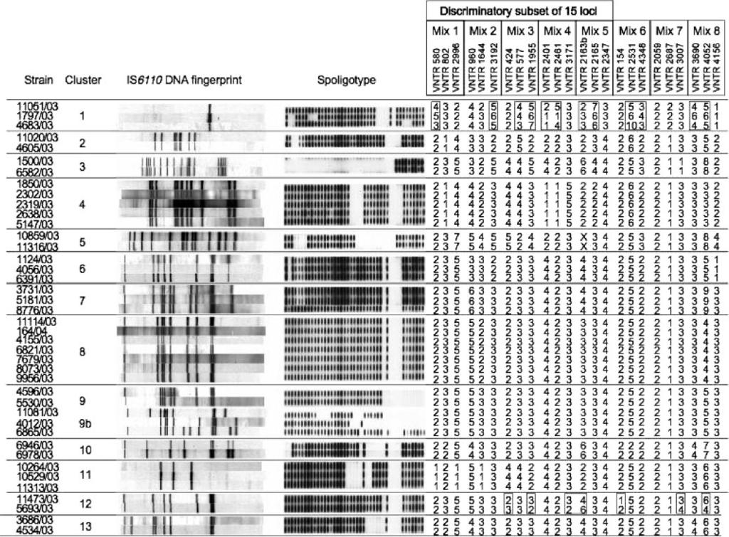694 OELEMANN ET AL. J. CLIN. MICROBIOL. FIG. 1. IS6110 DNA fingerprint patterns, spoligotype patterns, and MIRU-VNTR copy numbers of the 39 strains grouped in 13 IS6110 clusters.