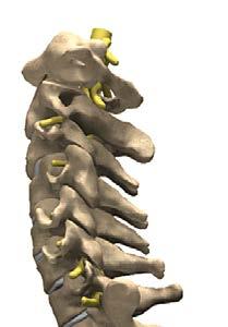These vertebrae are connected by several joints, which allow you to bend, twist, and move