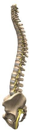 These two parts work in conjunction to allow the spine to bend, twist, and also provide