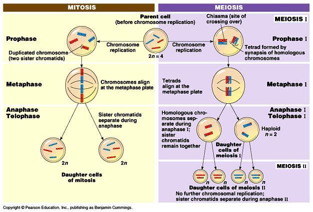 The Cell Cycle: Phases of cell cycle: interphase (includes: G1, S, G2) and mitosis (includes: prophase, metaphase, anaphase, telophase and the cytoplasmic division).