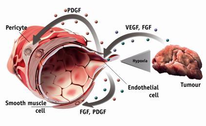 Angiogenesis: A Complex Process FGF, fibroblast growth factor; PDGF, platelet-derived growth factor Adapted from: Dudley AC, et al.
