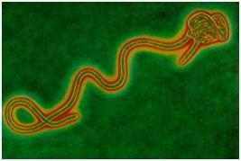 Filoviridae or Filoviruses Most mysterious virus group Pathogenesis poorly understood Ebola natural history/reservoirs unknown