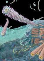 Ebola Pathogenesis Enters Bloodstream skin, membranes,open wounds Cell Level docks with cell membrane Viral RNA released into cytoplasm