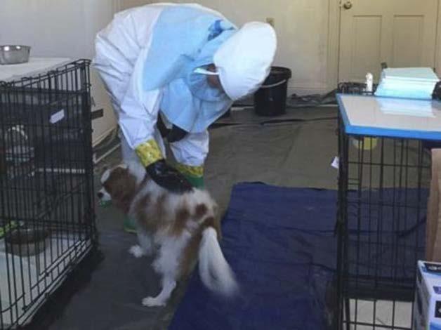 Dallas Nurse s small dog Poorly understood Ebola risk Protocols non existent Outcry Spanish nurse s dog Transported