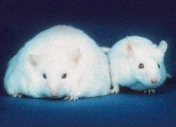 Scientists then introduced the microbes of each twin into different groups of mice that had been raised in a previously germ-free