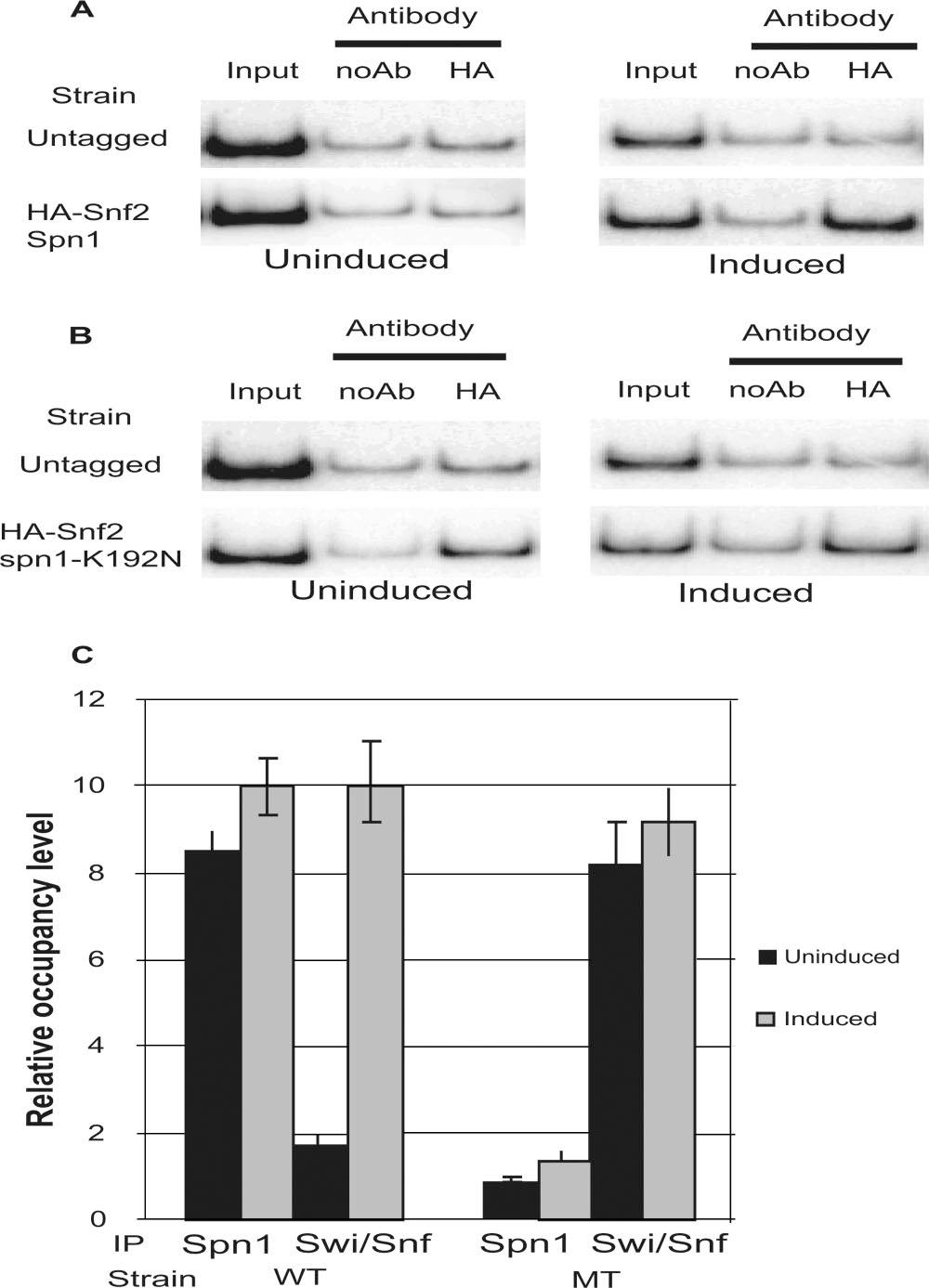 The indicated strains were grown under uninduced and induced conditions, and total RNA was isolated and analyzed via S1 nuclease assay.