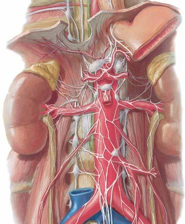 Preaortic ganglia are found on the ventral surface of the abdominal aorta & are composed of