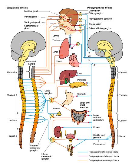Autonomic Nervous System Two Divisions: Sympathetic Location: T1-L2 spinal cord Action: widespread,
