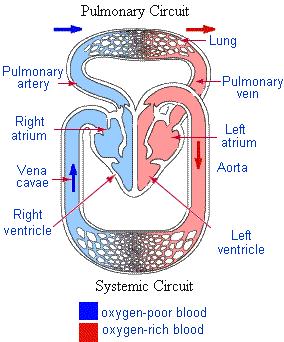 Pulmonary Vasculature Precapillary or Pulmonary arterial