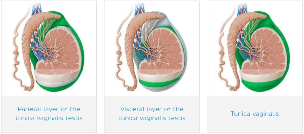 - Structures inside the testes: 1- Seminiferous tubules: Thin, highly coiled structures where sperm production occurs.