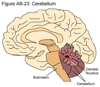 The brain Cerebellum Medulla The Pons
