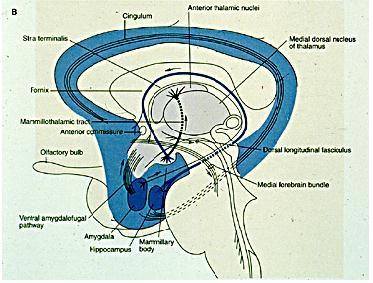 structures Basal ganglia
