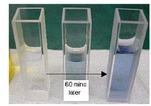 6 / 7 Figure 3. Color change in protein solutions after the addition of the Lowry reagent. Figure 4.