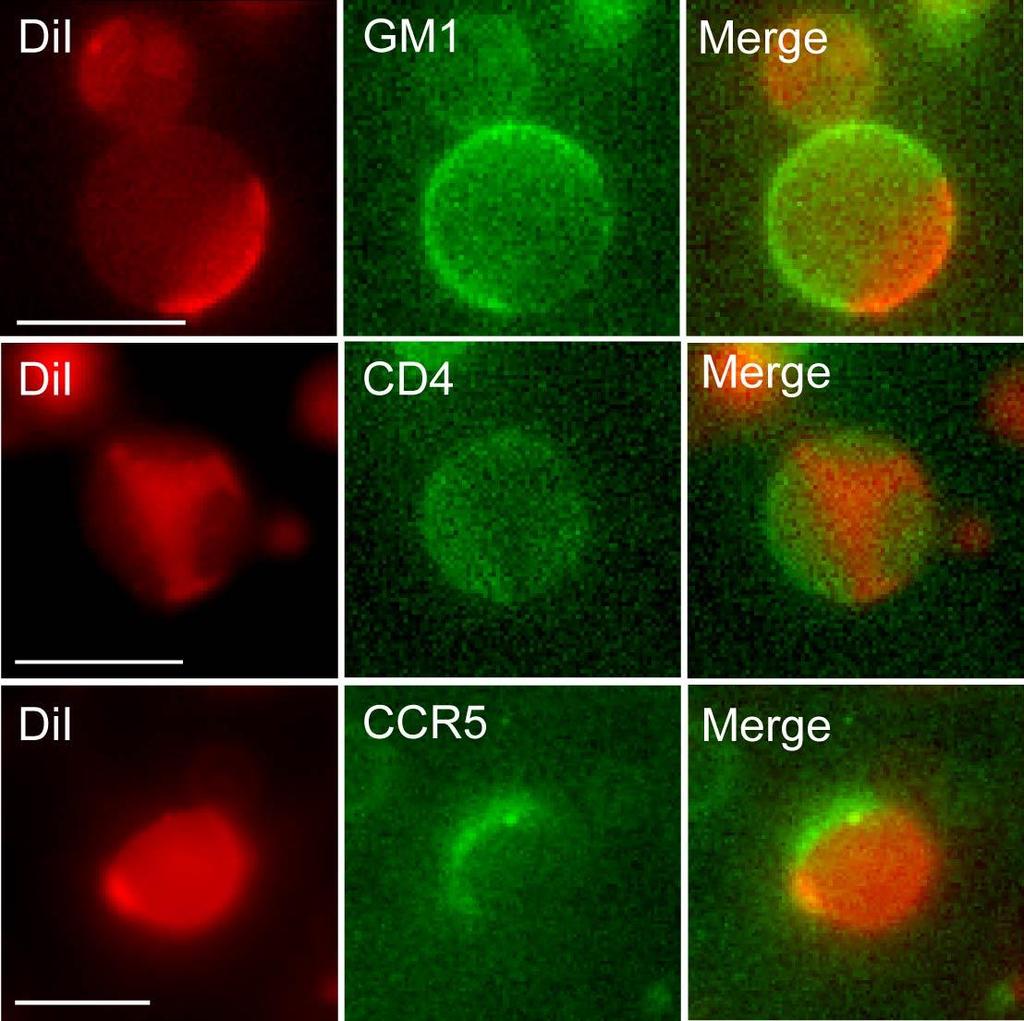 fig. S3. Partitioning of CD4 and CCR5 in GPMVs induced by NEM instead of formaldehyde and DTT from CD4 + /CCR5 + cells.