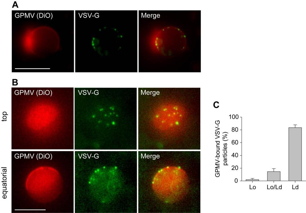 fig. S5. VSV-G pseudovirus particles bind to Ld membrane regions in GPMVs. (A) VSV-G particle binding to cell-attached GPMVs.