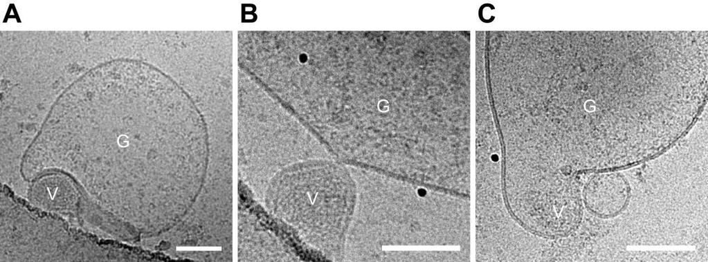 fig. S6. Electron cryo-micrographs of HIV Env particles bound/fused to GPMVs.