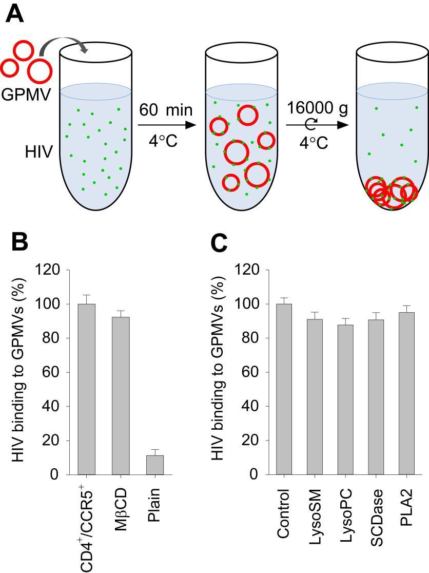 fig. S7. Modulation of lipid phases does not affect binding of HIV to GPMVs. (A) Schematic diagram of the bulk assay for binding of HIV Env particles to GPMVs.